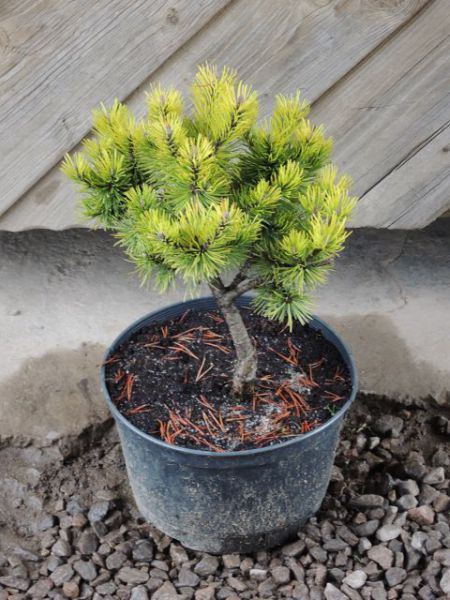 Borovice kleč - Pinus mugo Wintergold
