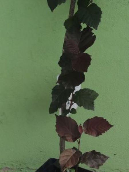 Líska červenolistá – Corylus maxima Purpurea