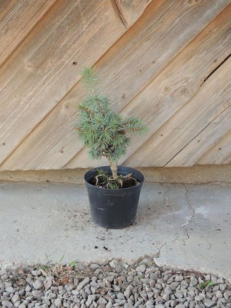 Smrk pichlavý – Picea pungens Mecky