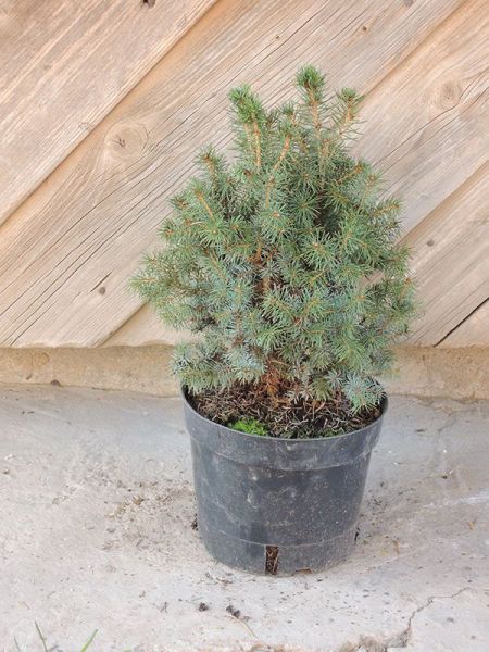 Smrk sivý - Picea glauca Sander´s Blue