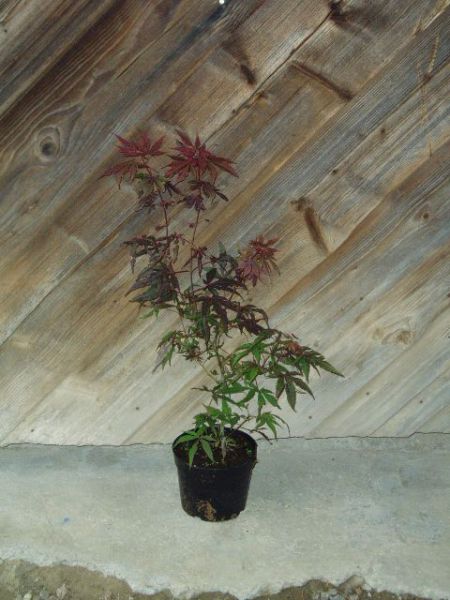 Javor dlanitolistý červený – Acer palmatum Atropurpureum