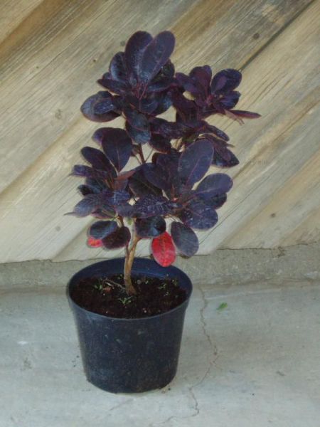 Ruj vlasatá červenolistá – Cotinus coggygria Royal Purple