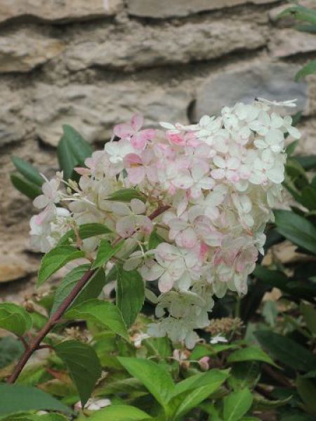 Hortenzie latnatá – Hydrangea paniculata