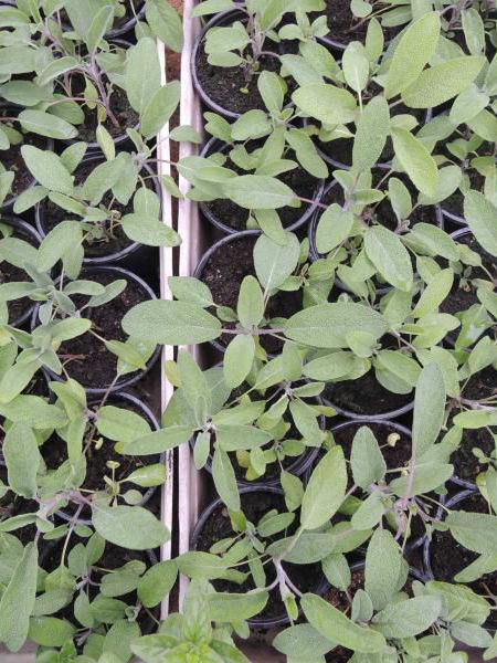 Šalvěj - Salvia officinalis - Šalvěj - Salvia officinalis