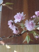 Sakura převislá – Prunus serrulata Kiku – shidare