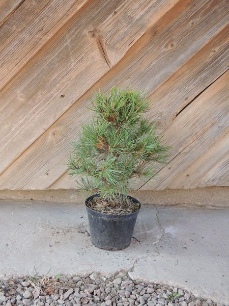 Borovice lesní – Pinus sylvestris Globosa Viridis