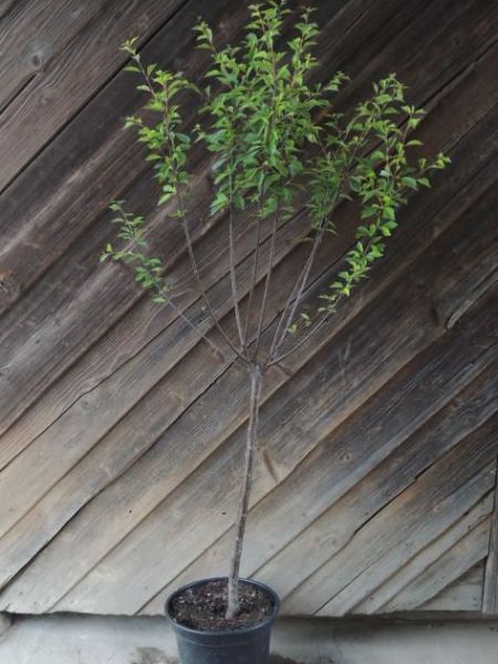 Mandloň trojlaločná – Prunus triloba