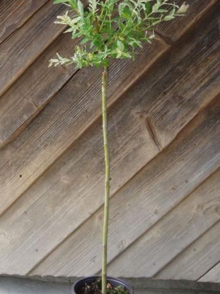 Vrba japonská nižší  stromek – Salix integra Hakuro – Nishiki