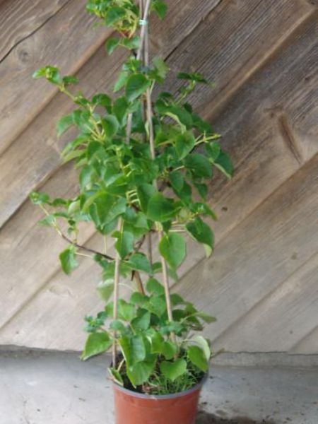 Hortenzie popínavá – Hydrangea petiolaris