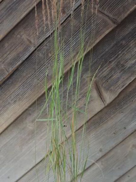 Třtina - Calamagrostis acutiflora 'Overdame' - Třtina - Calamagrostis acutiflora 'Overdame'