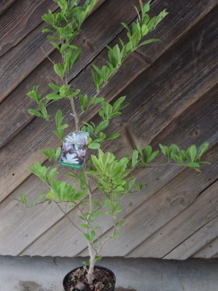 Šácholan hvězdovitý – Magnolia stellata