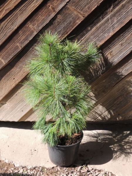 Borovice – Pinus x schwerinii Wiethorst