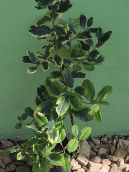Cesmína obecná panašovaná – Ilex aquifolium - Cesmína obecná panašovaná – Ilex aquifolium