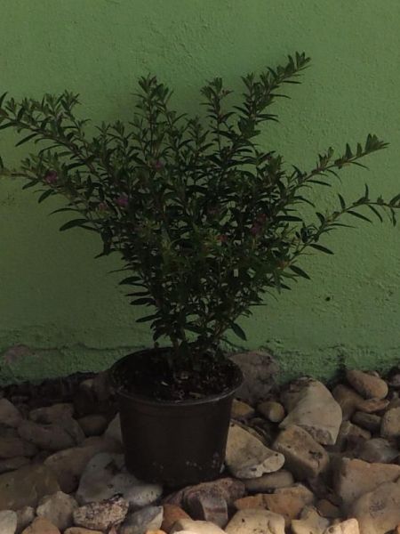 Japonská myrta - Cuphea myrthifolia - Japonská myrta - Cuphea myrthifolia