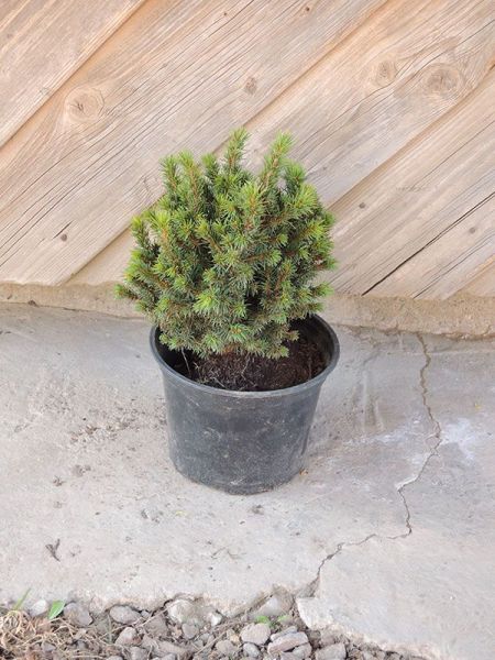 Smrk sivý – Picea glauca Alberta Globe