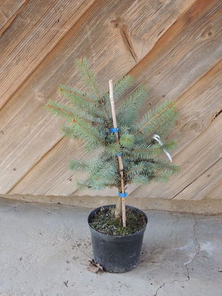Smrk pichlavý – Picea pungens Edith