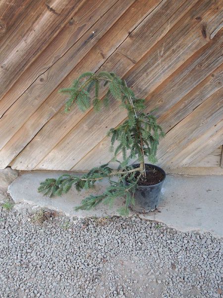 Smrk ztepilý - Picea abies Inversa