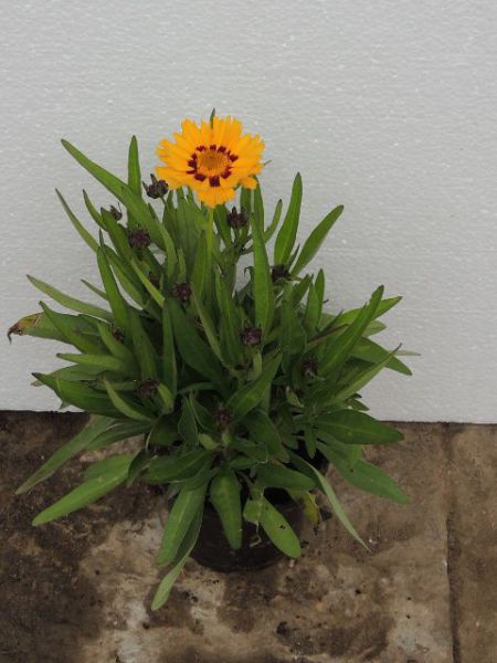 Krásnoočko - Coreopsis grandiflora