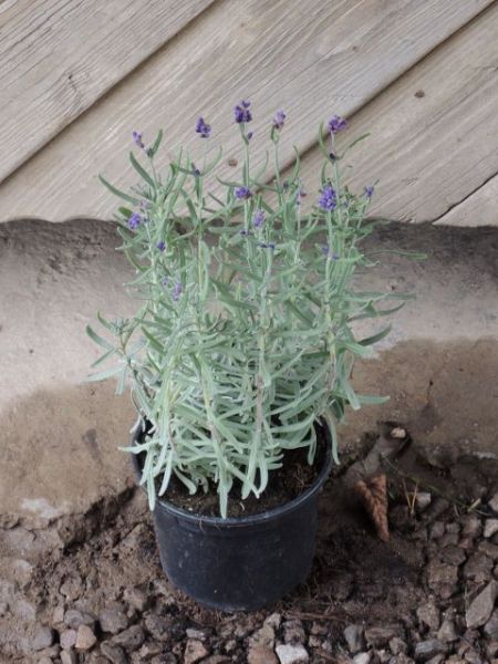 Levandule úzkolistá – Lavandula angustifolia Hidcote Blue