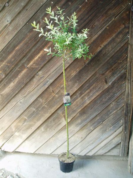 Vrba japonská  stromek – Salix integra Hakuro – Nishiki