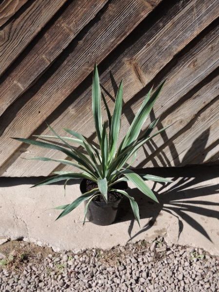 Juka - Yucca gloriosa Variegata