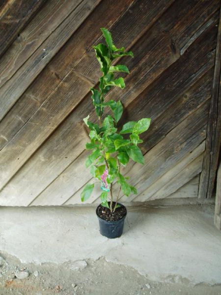 Šácholan Soulangeanův - Magnolia x soulangeana