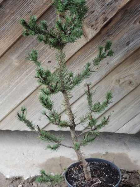 Borovice pokroucená - Pinus contorta Spaan´s Dwarf