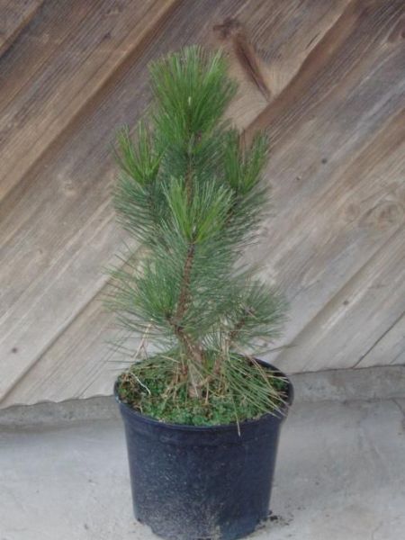 Borovice černá - Pinus nigra Green Tower