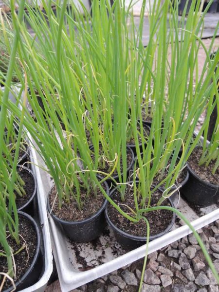Pažitka pobřežní - Allium schoenoprasum - Pažitka pobřežní - Allium schoenoprasum