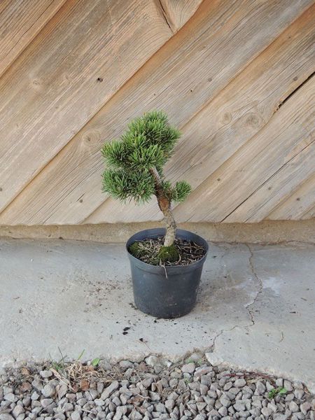 Borovice kleč – Pinus mugo Jacobsen