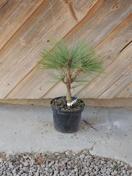 Borovice Jeffreyova – Pinus jeffreyi Joppi