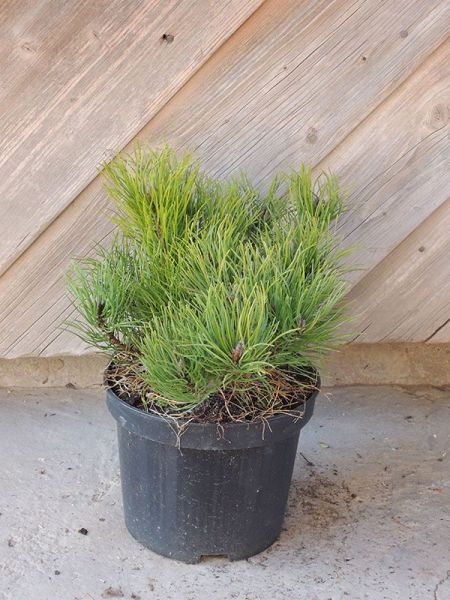 Borovice kleč – Pinus mugo var. pumilio
