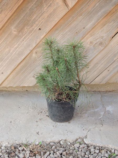 Borovice kleč, kosodřevina  – Pinus mugo