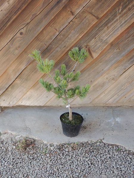 Borovice malokvětá – Pinus parviflora Negishi