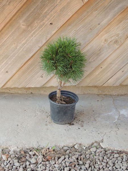 Borovice kleč - Pinus mugo Varella