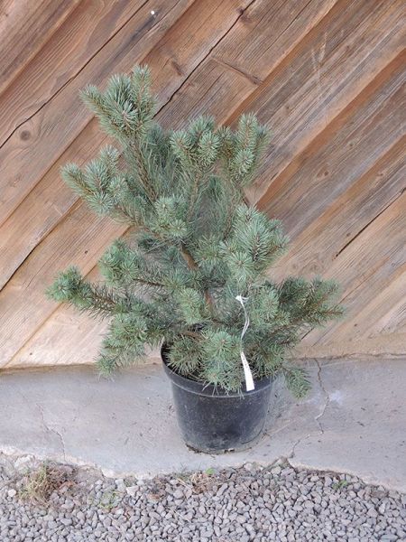 Borovice lesní – Pinus sylvestris Watereri